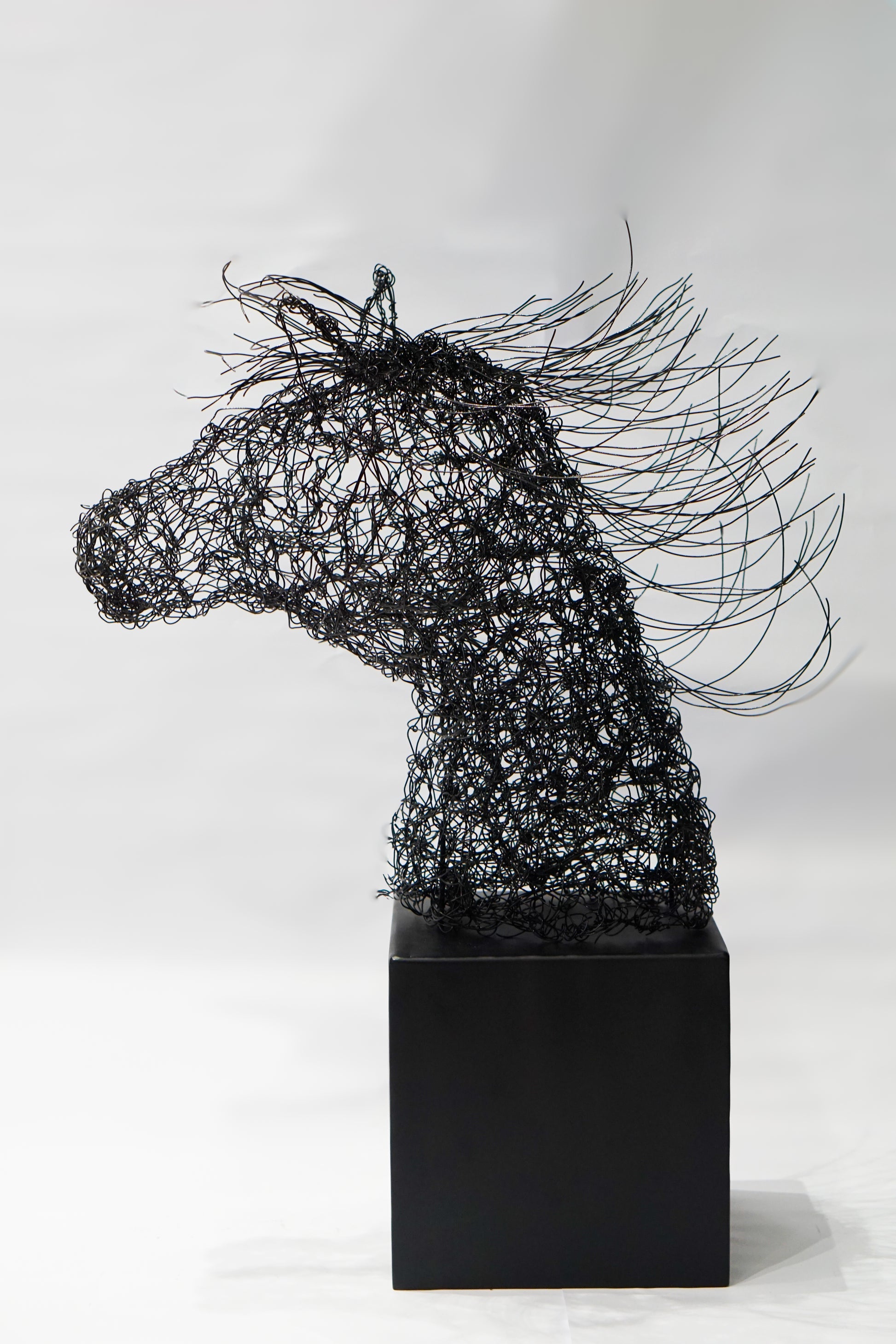 Whispers of the Stallion